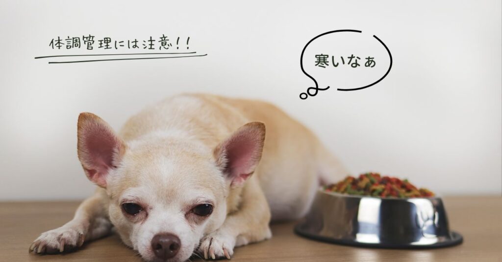チワワを飼う上での注意点2つ