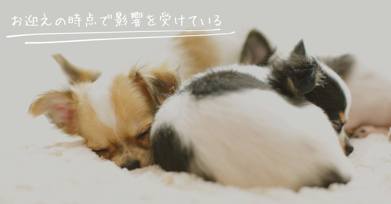 チワワの無駄吠えに影響する個体関連因子