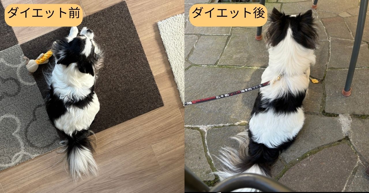 ダイエット前後でのチワワのアルの体型
