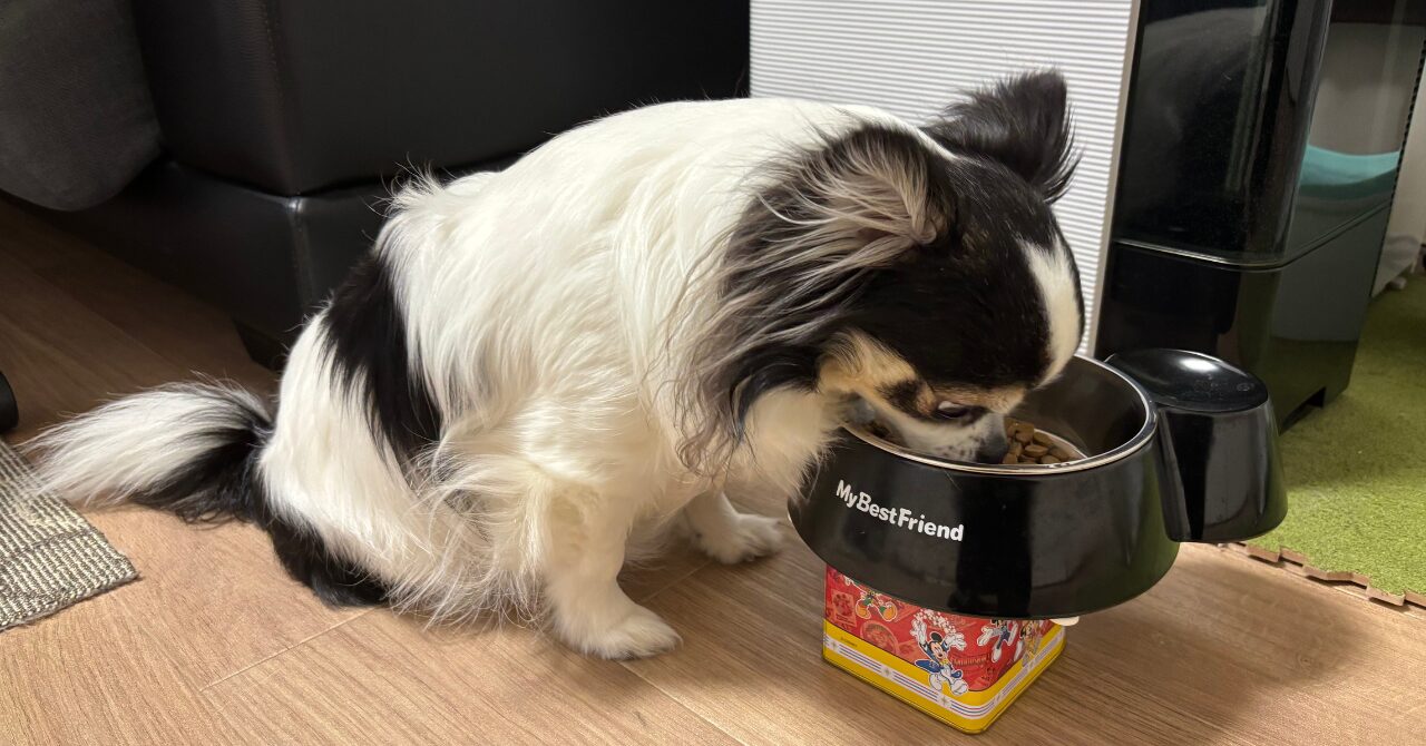 ミシュワンを食べるチワワのアル