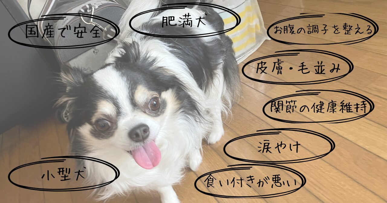 ミシュワン小型犬用ドッグフードはこんな犬にオススメ!