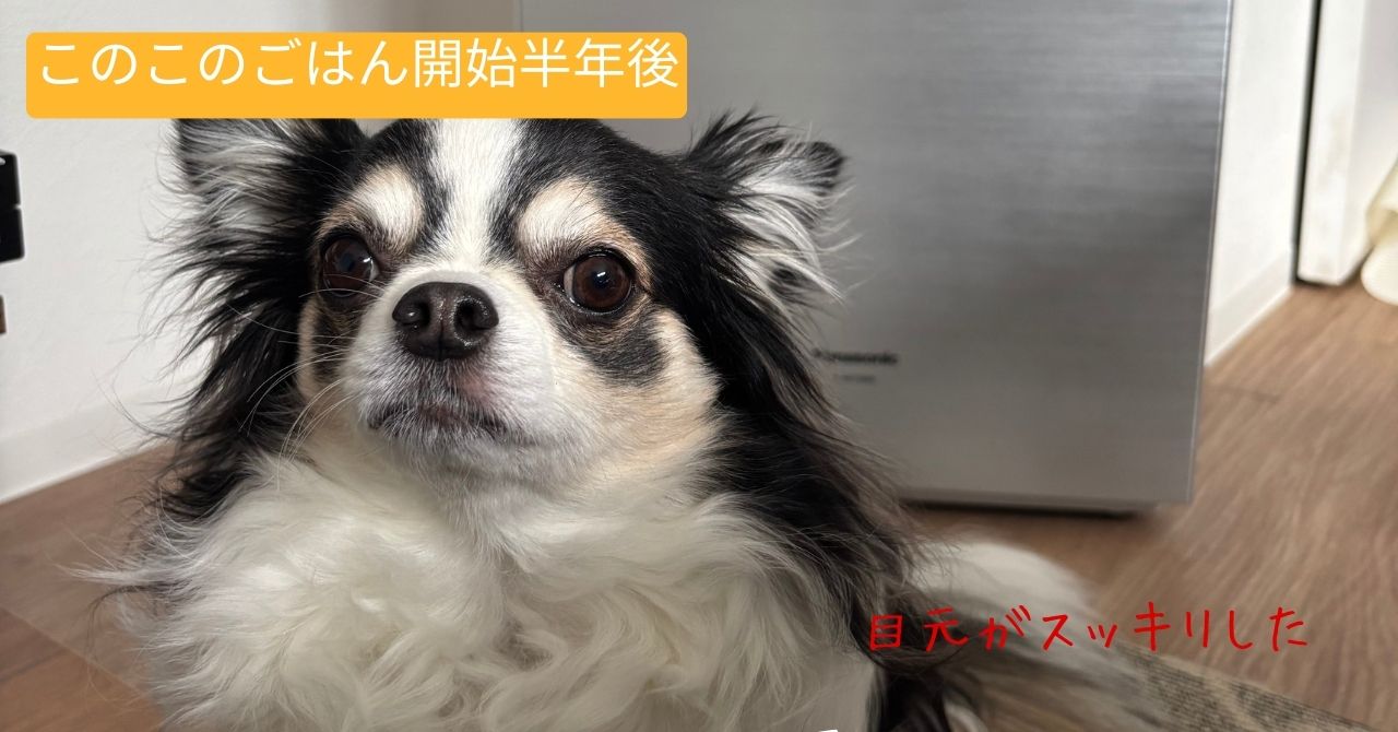 このこのごはんを与えて半年後の涙やけの状態