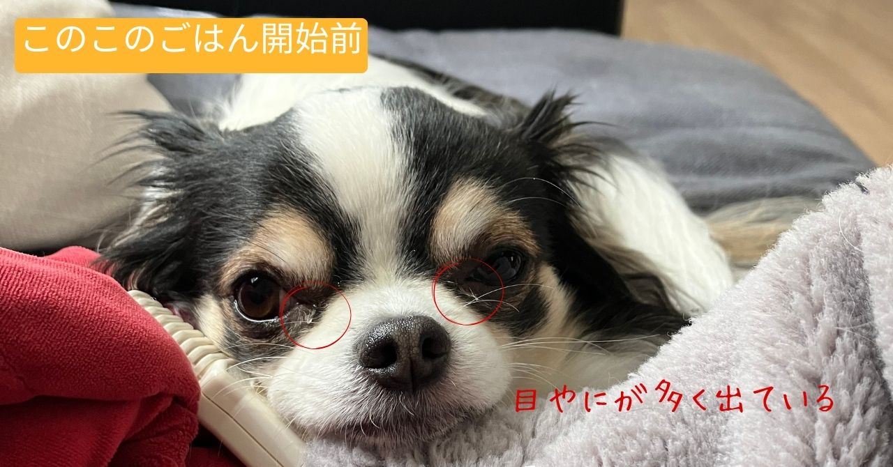 このこのごはんを与える前の涙やけの状態