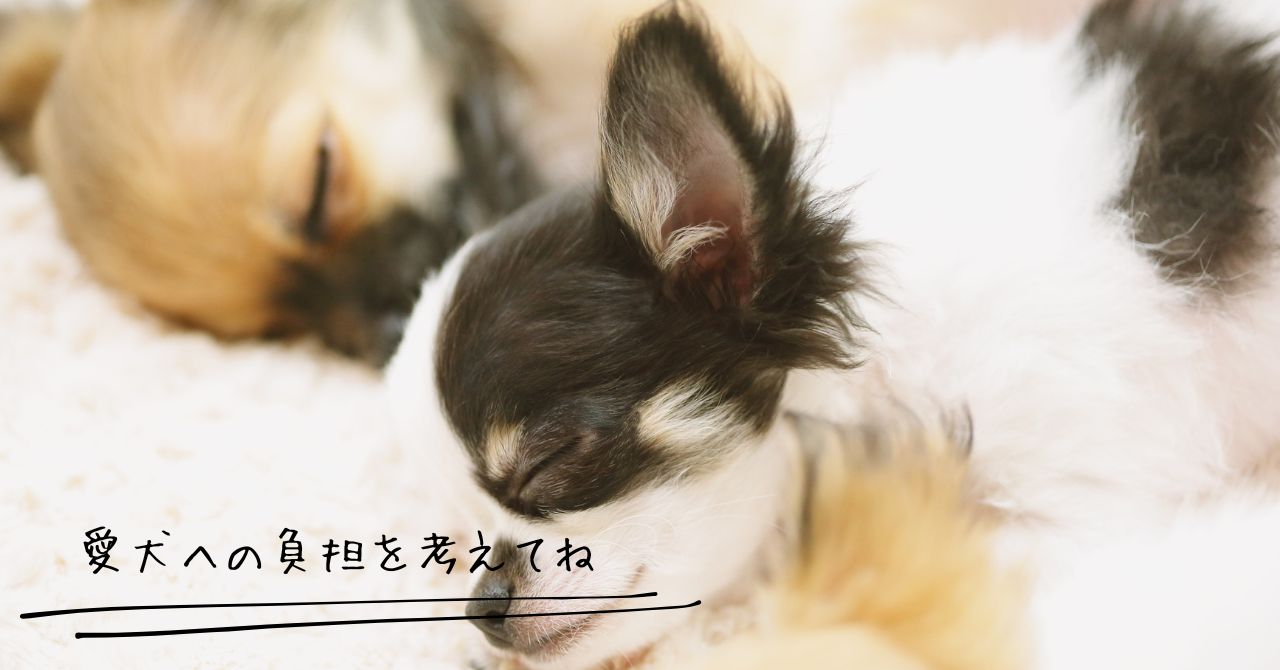 幸せそうに寝ているチワワ