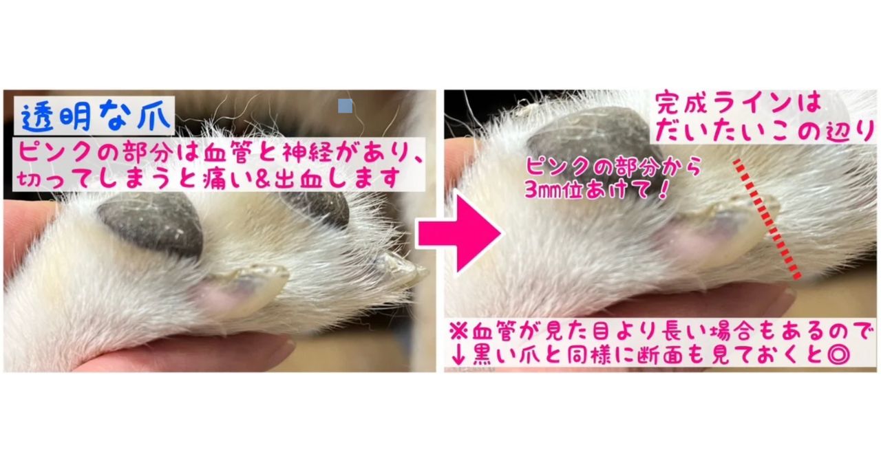 透明な爪の切り方