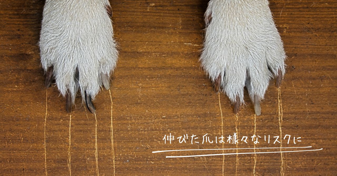 伸びた犬の爪が引き起こすリスク