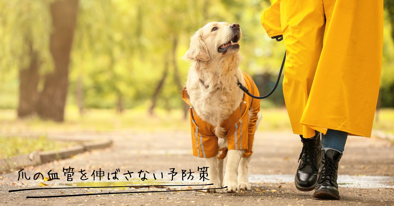 爪の血管が伸びるのを防ぐ予防策