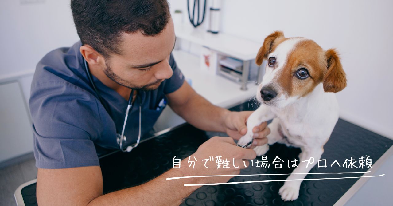 犬の爪を切るプロの獣医師
