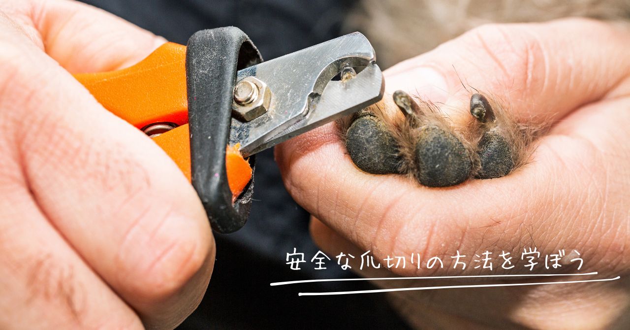 安全に犬の爪切りをしている飼い主