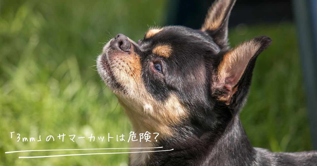 サマーカットしているチワワ