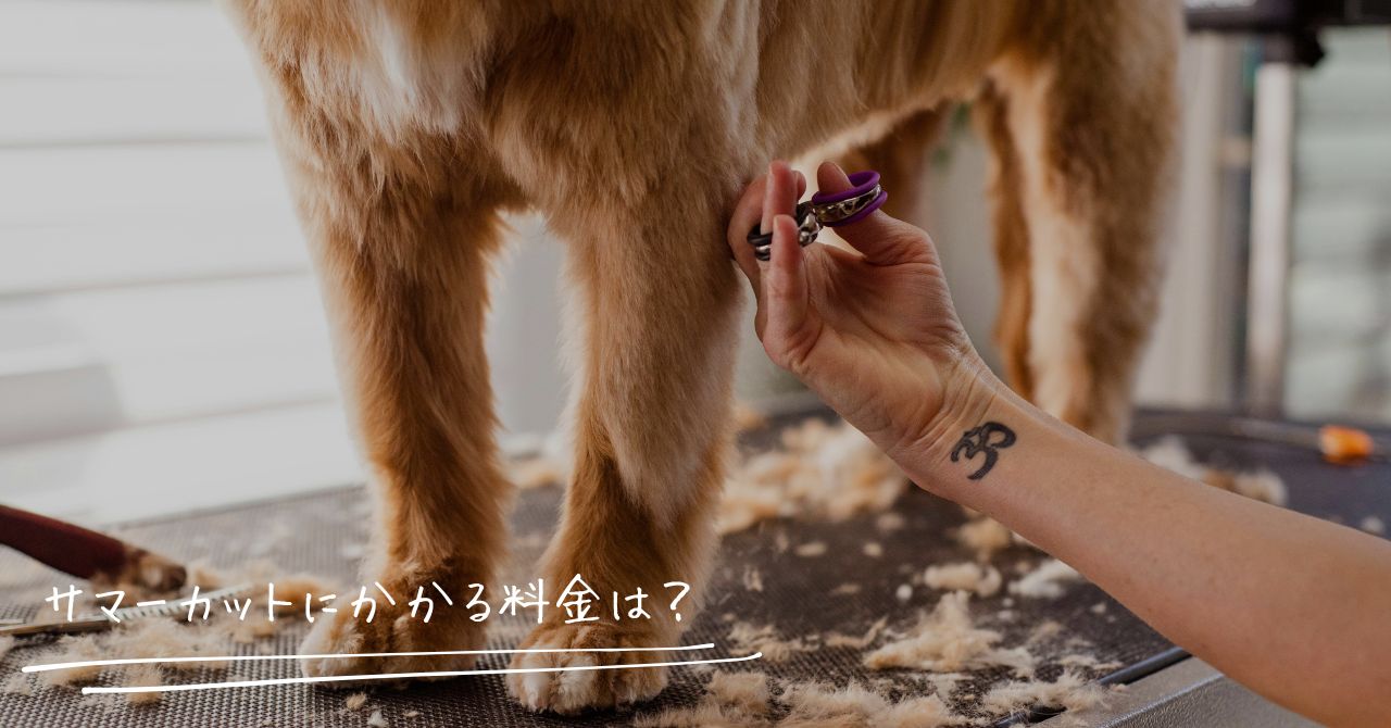 犬のサマーカット