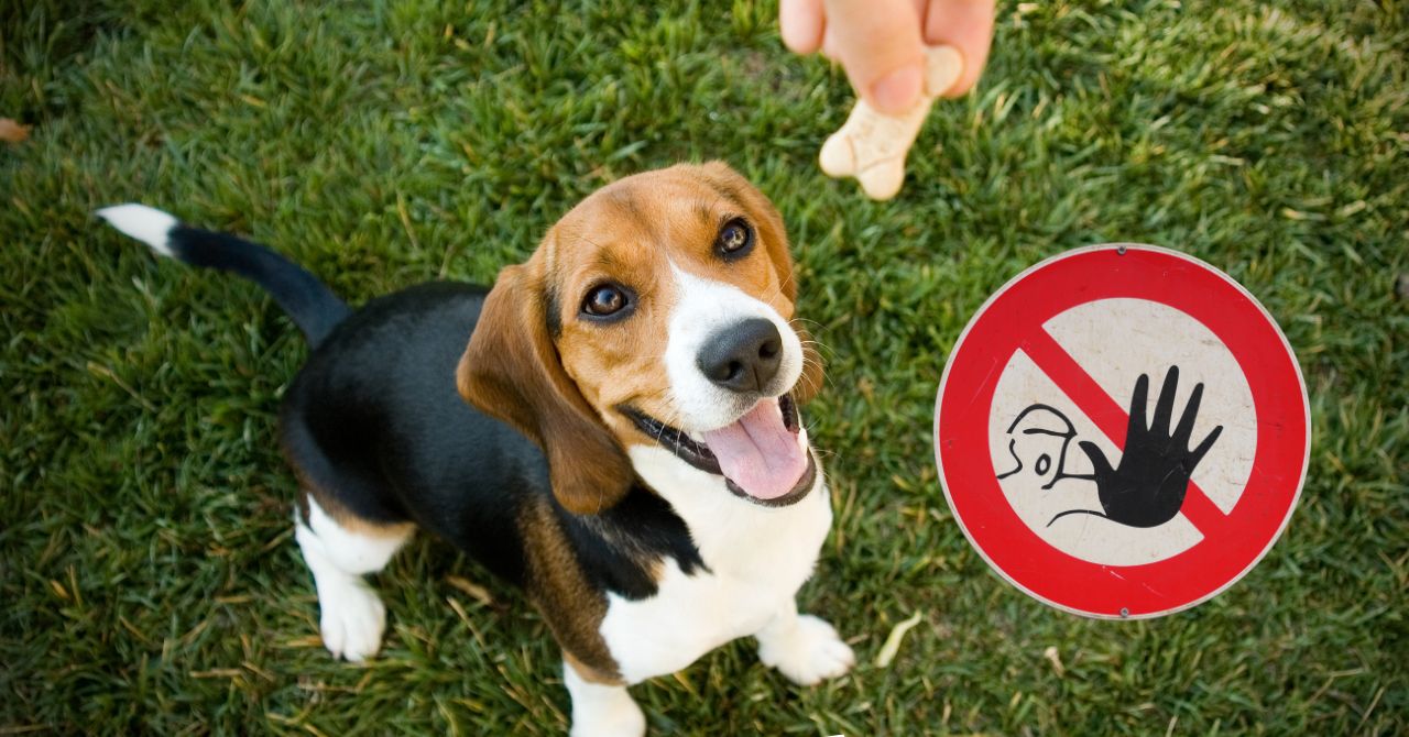 老犬がご飯を食べないときに、避けるべき行動