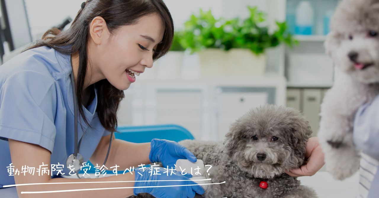 動物病院を受診する老犬