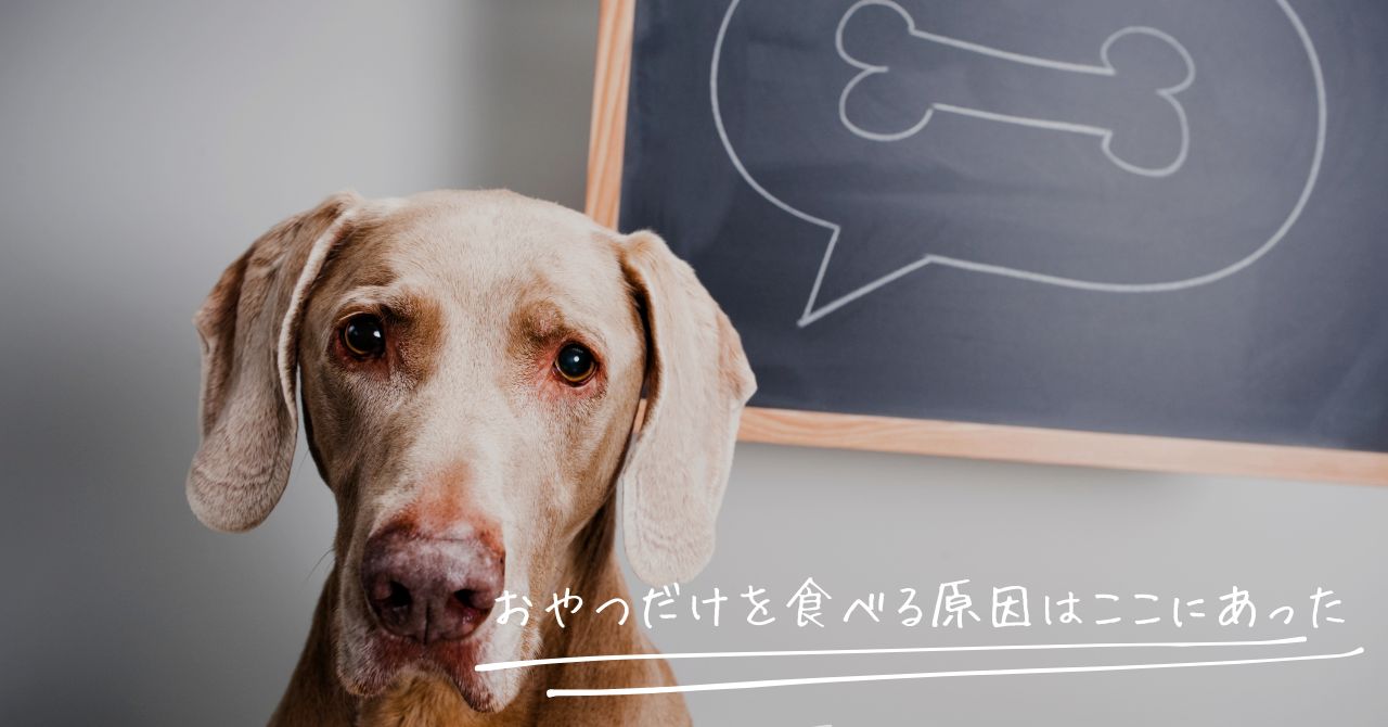なぜ?老犬がご飯食べない、でもおやつは食べる主な原因
