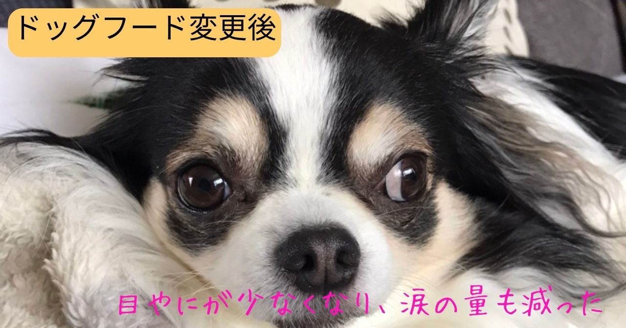 ドッグフード変更後の愛犬アルの涙やけの状態