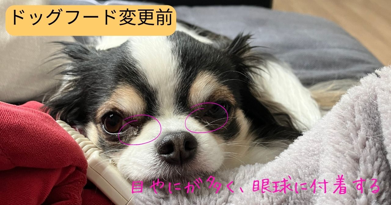 ドッグフード変更前の愛犬アルの涙やけの状態
