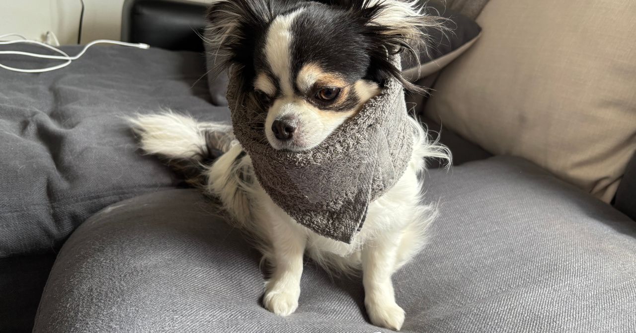 タオルで犬のエリザベスカラーを手作りするメリットとは