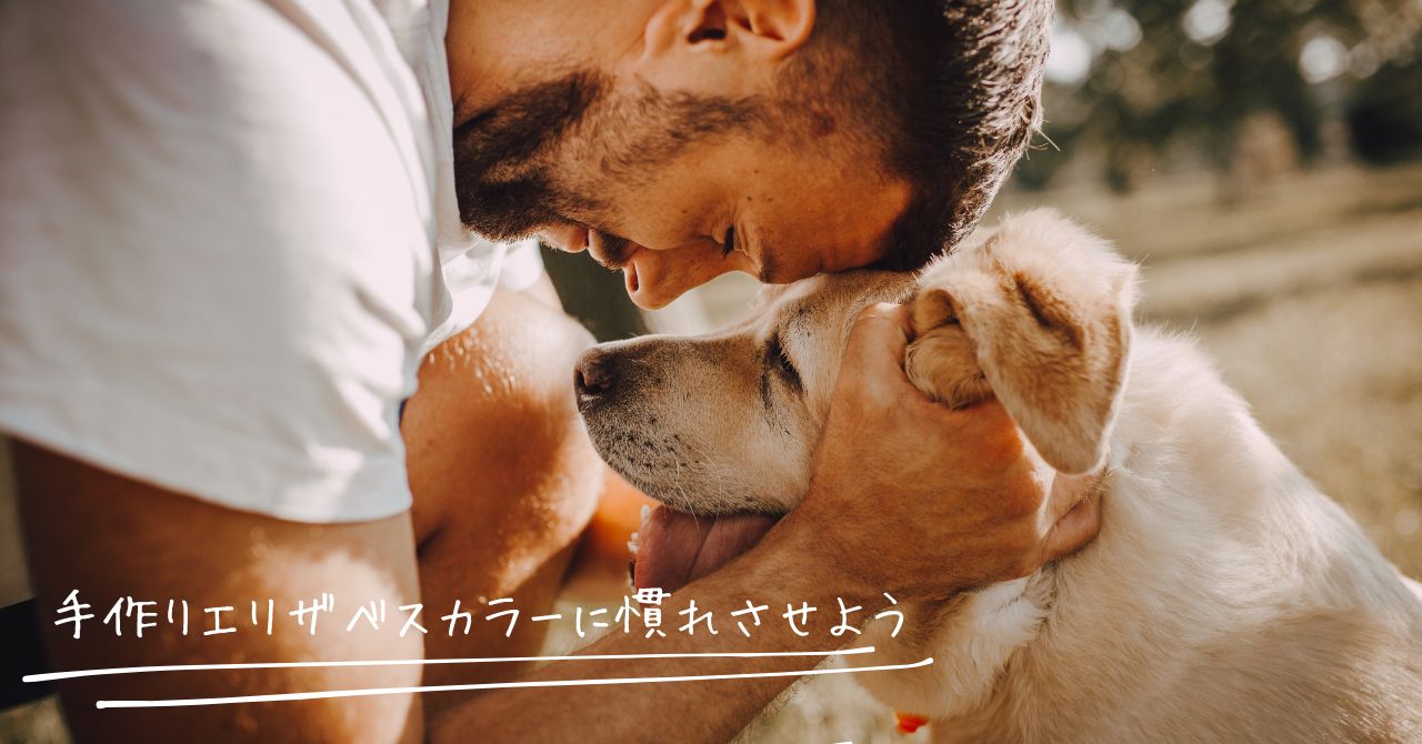 褒めてエリザベスカラーに慣れさせる飼い主