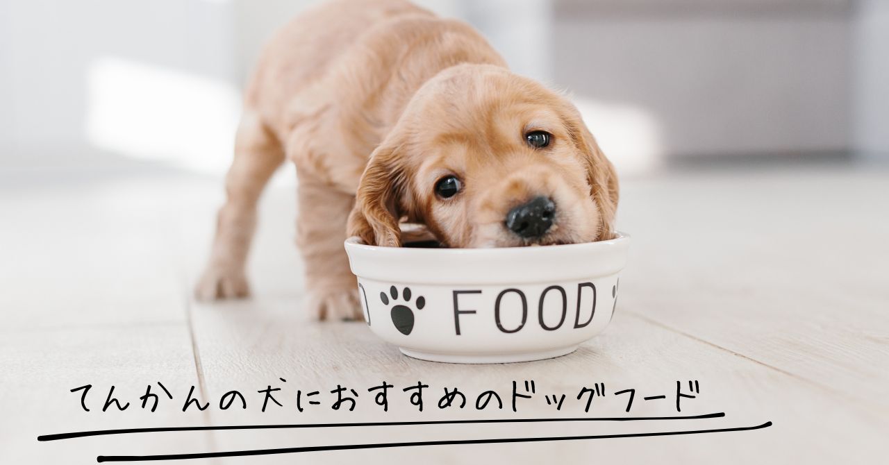 てんかんの犬におすすめのドッグフード5選!