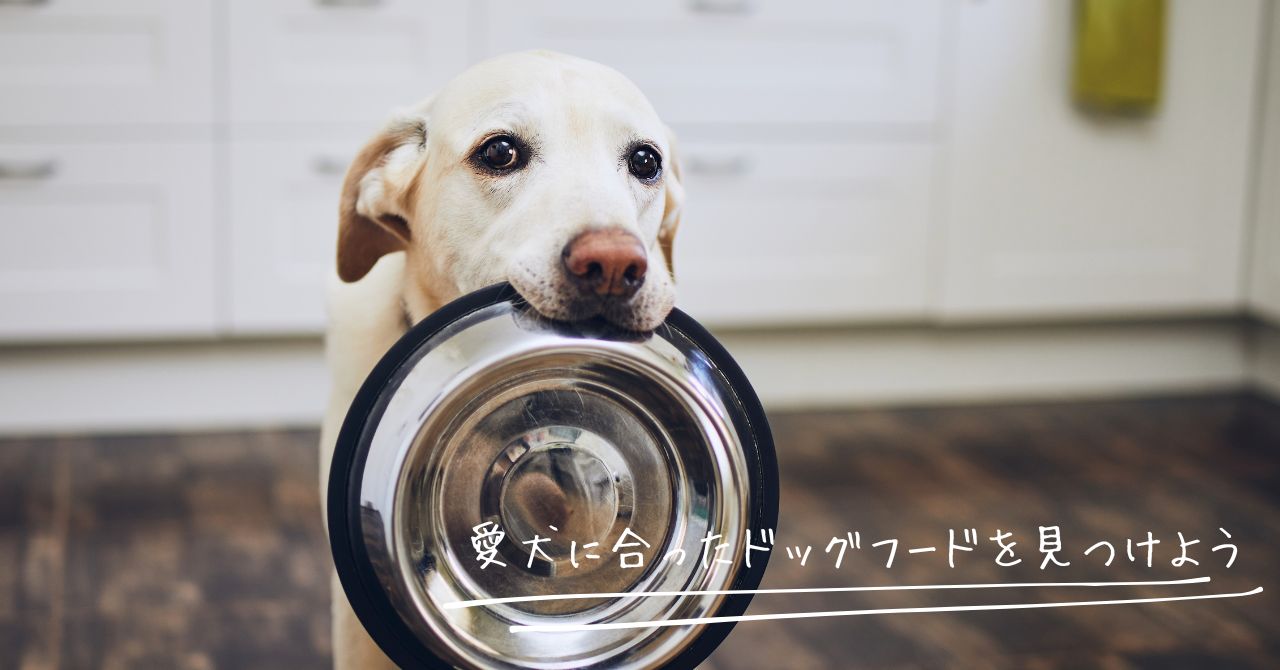 毛量を増やす効果が期待できるおすすめのドッグフード5選!