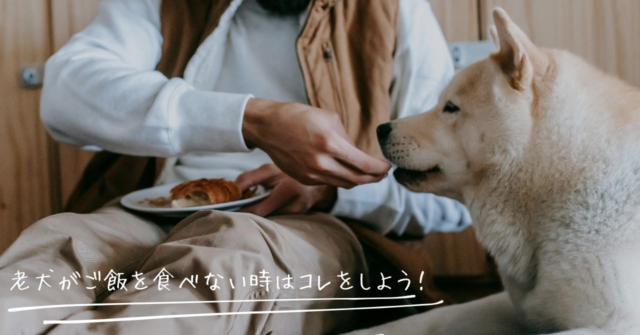 自宅でできる!老犬がご飯を食べない時に試して欲しい7つの対策