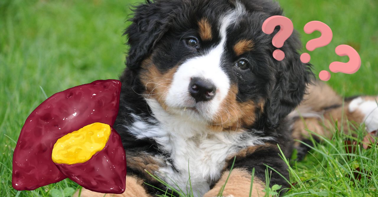 てんかんの犬に「さつまいも」は効果的?