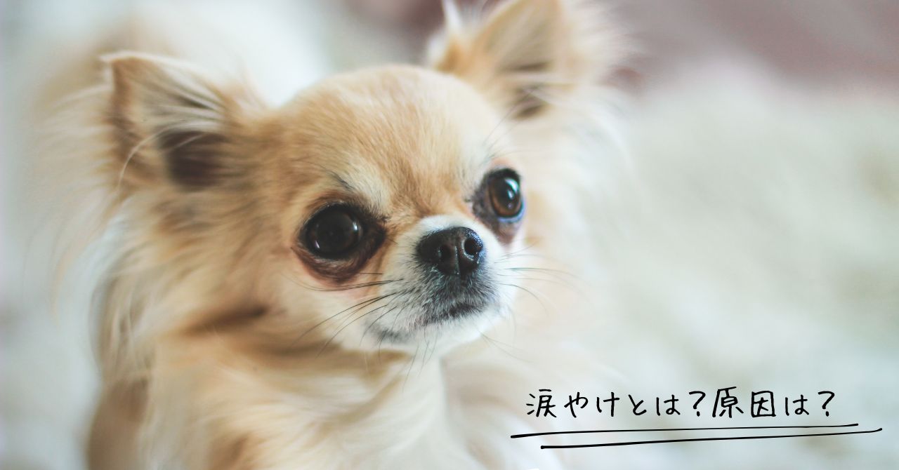 犬の涙やけとは?原因は?