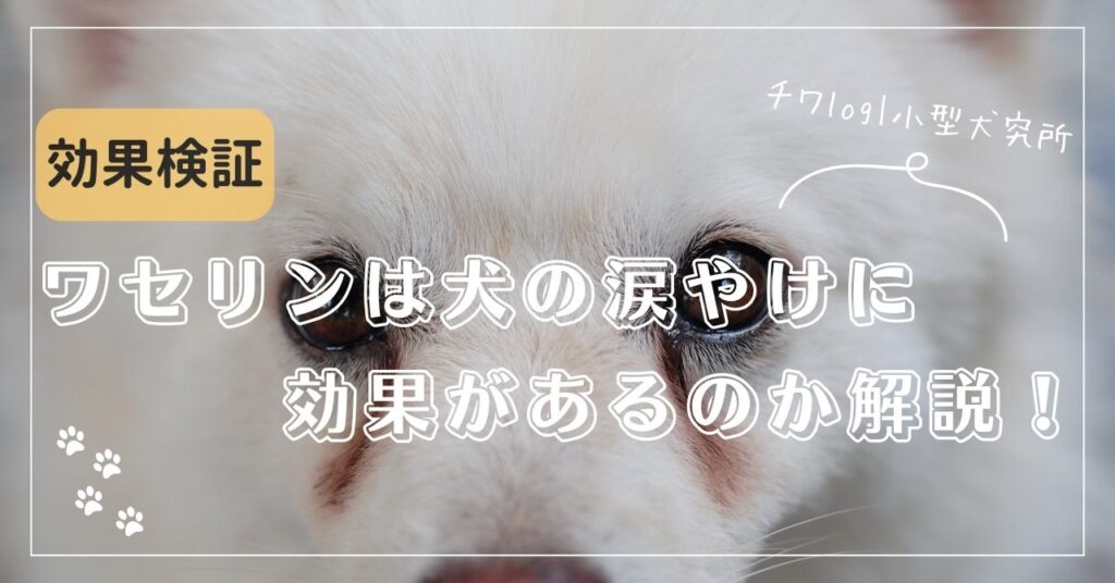 【犬の涙やけ】ワセリンで本当に治る？効果・正しい使い方・注意点を徹底解説！